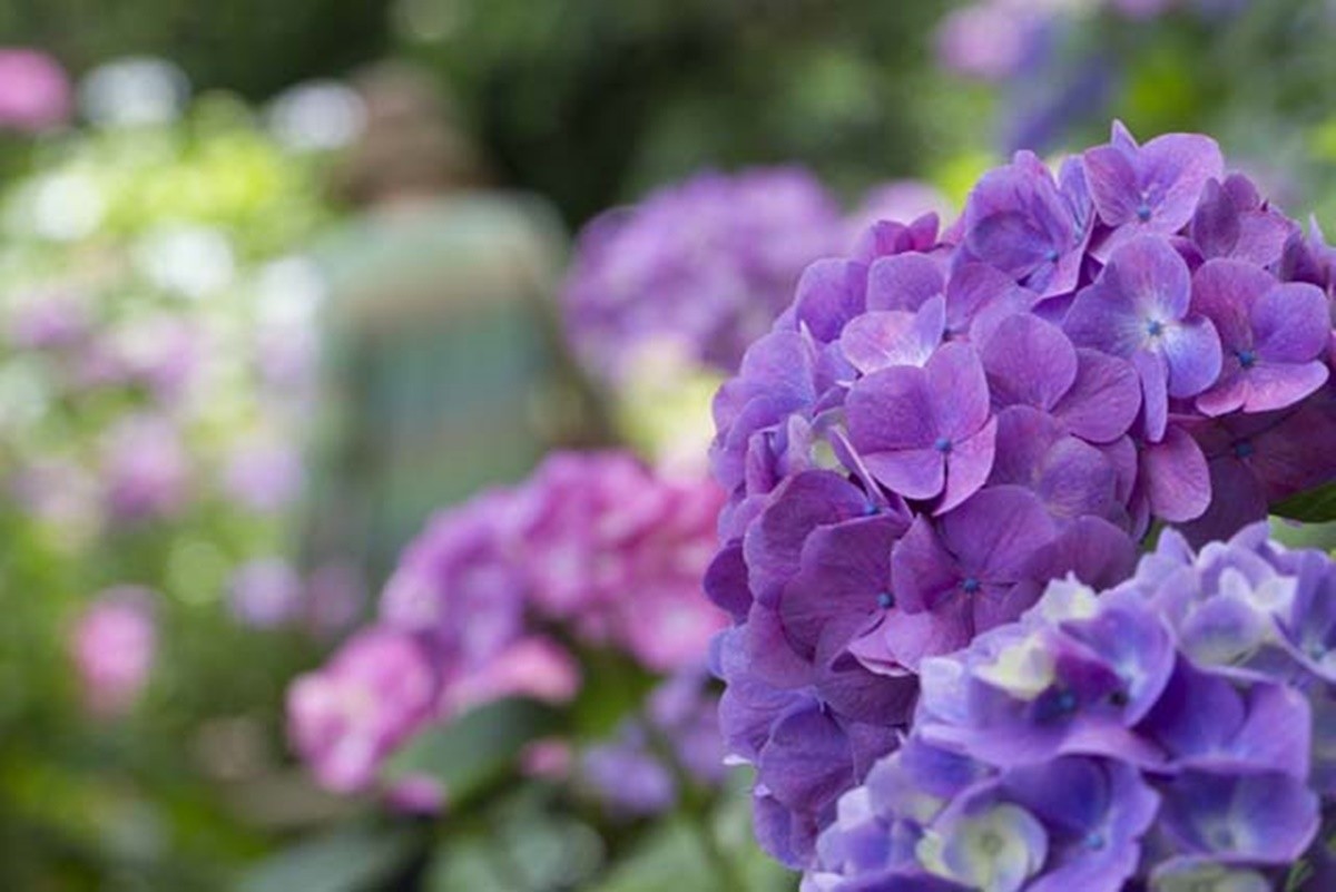 Lễ hội hoa cẩm tú cầu tại Công viên Shimoda